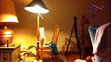 Cat Annoying Owner | Funny Cat Video