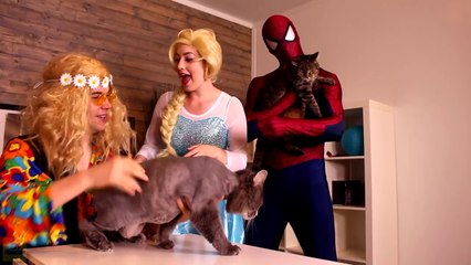 Frozen Anna onun saçını kaybeder! Elsa, örümcek adam vs Maleficent & Joker, şeker, Deniz kızları