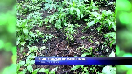 9 mil plantas de marihuana destruye Fusina