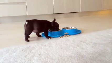 MAMA YERKEN MUTLULUKTAN UÇAN KÖPEK