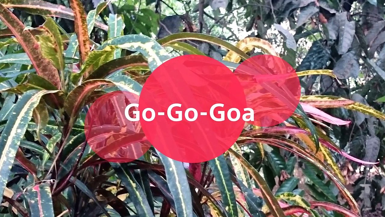 Go-Go-Goa: Beautiful Goa