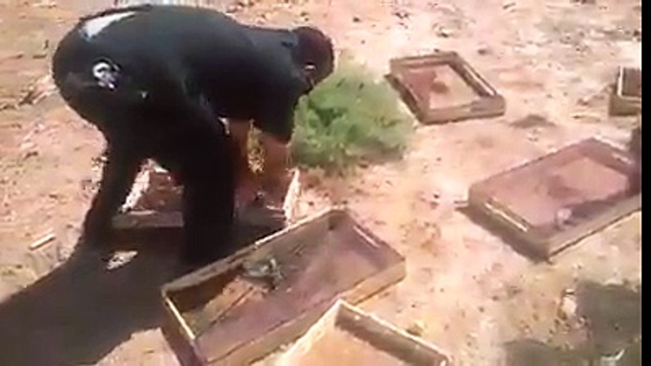 A thousands of bards are snachede in boxes for sale