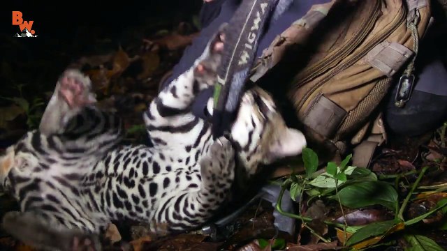 Ocelot Steals My Socks!