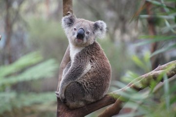 Top 10 Animal Tree Huggers in the World