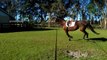 MAMA 6 year old 17 hand thoroughbred mare for sale