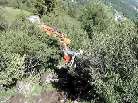 pelle araignée au millieu des arbustes