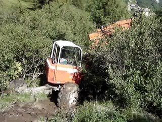 pelle araignée arbustes (2)