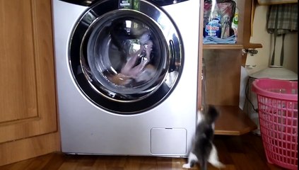 Kitten and washing machine