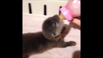 Nourrir un bébé loutre au biberon : trop chou