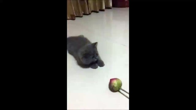 Ce chaton patine au sol en essayant d'attraper une fleur hahaha