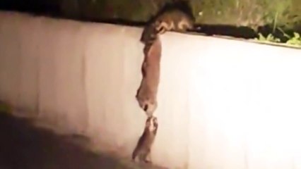 ЖЕСТЬ ! Еноты Помогают Малышу Забраться на Стену !