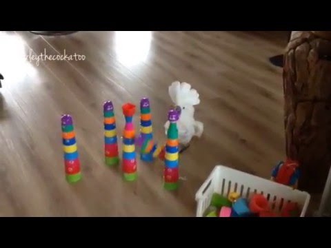 Cockatoo Impersonates King Kong, Destroys Towers of Plastic Cups