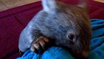 Active Little Wombat Plays Like a Puppy
