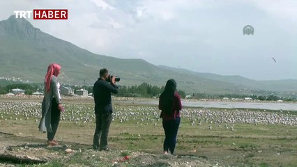 Martıların görsel şöleni