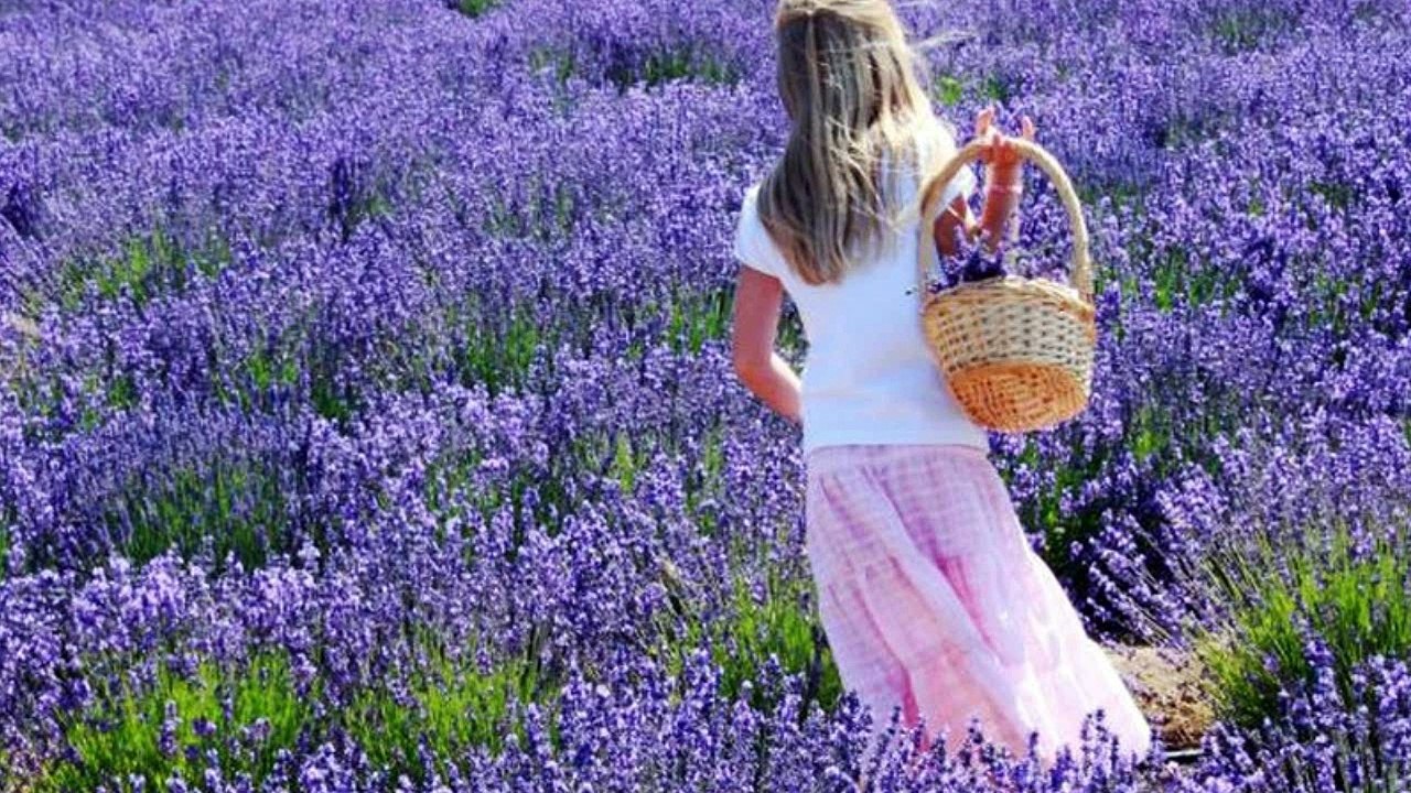 La Provence