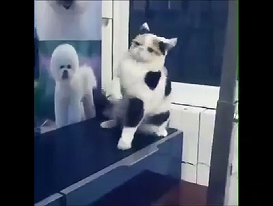 Ce chat danse sur du Raï! ahaha