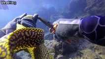 Des plongeurs sauvent une murène avec un hameçon dans la bouche