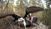 Estonian Black Storks ~ Feeding by Karl, 2016-06-24 16:59