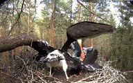 Estonian Black Storks ~ Feeding by Karl, 2016-06-24 16:59