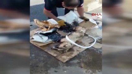 Şanlıurfa Zifte Yapışan Köpeği İtfaiye Kurtardı