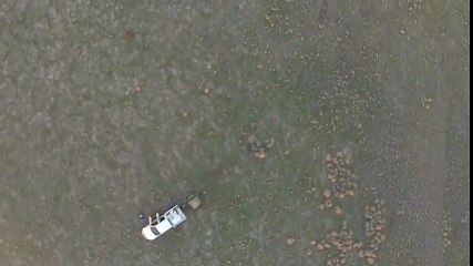 Un fermier dessine un pénis géant dans son champ avec l'aide de ses moutons !