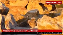 Anadolu Yırtıcısı Kerkenezin 