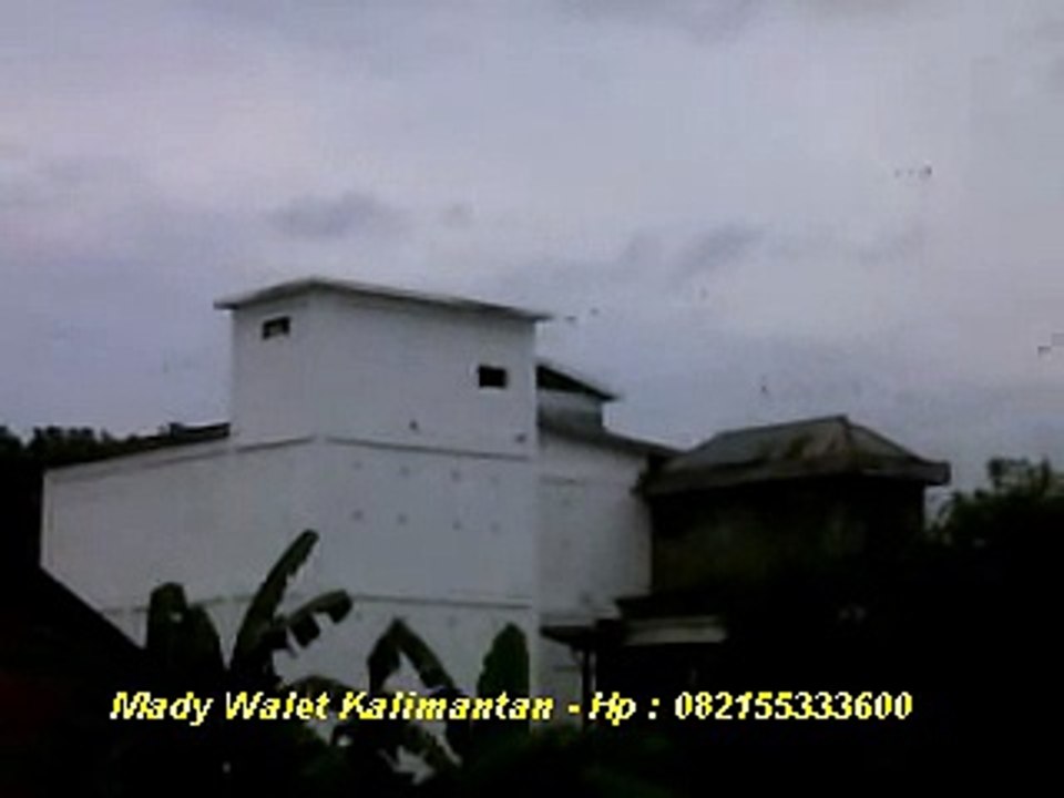 Rumah Burung Walet 2 Pintu _ Mady Walet Kalimantan