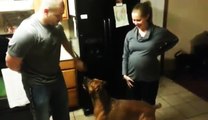 Собака защищает свою беременную хозяйку. Это невероятно! Это нужно увидеть!