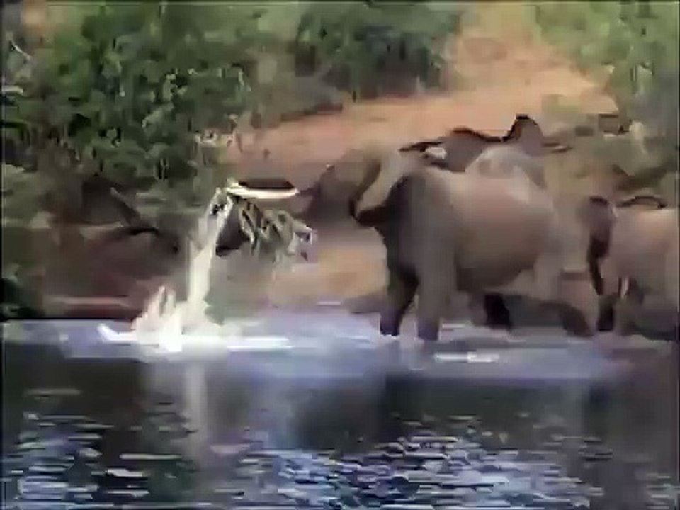 Incredible Snake and Elephant