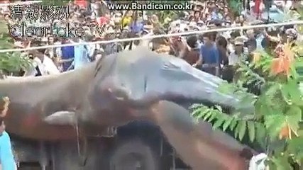 World largest ANACONDA in Nepal after earth quack
