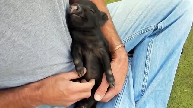 Самая милая хрюшка на свете