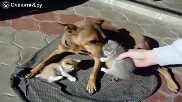 Собака усыновила котят