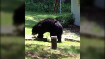 Il filme un ours marcher debout
