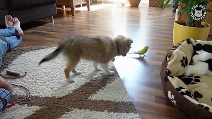 Un chiot scrute une perruche…Ce qui se passe ensuite est juste improbable !