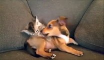 Un chaton joue avec un bébé chien... SO CUTE!