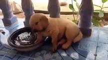 Un petit chien adorable qui joue