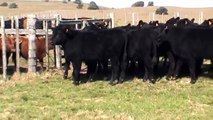 Pantalla Lavalleja 93ª , - Lote de 23 terneros AA (destetados , 200 kg )