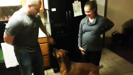 Собака защищает свою беременную хозяйку. Это нужно увидеть!