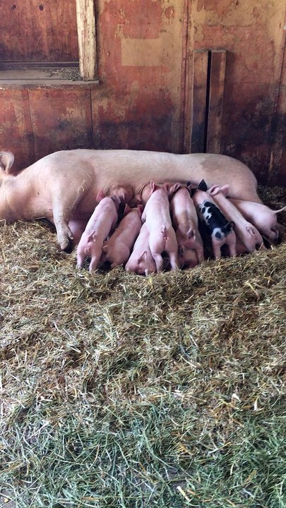 Patriotic pigs