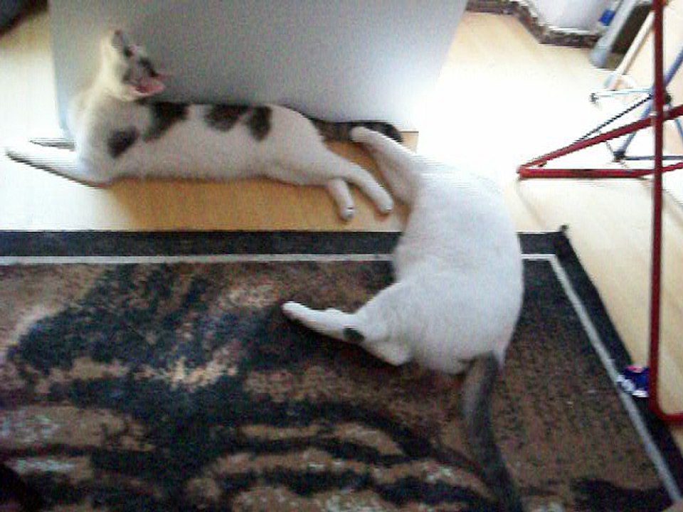 Harvey und Vinzent am 25.06.2016