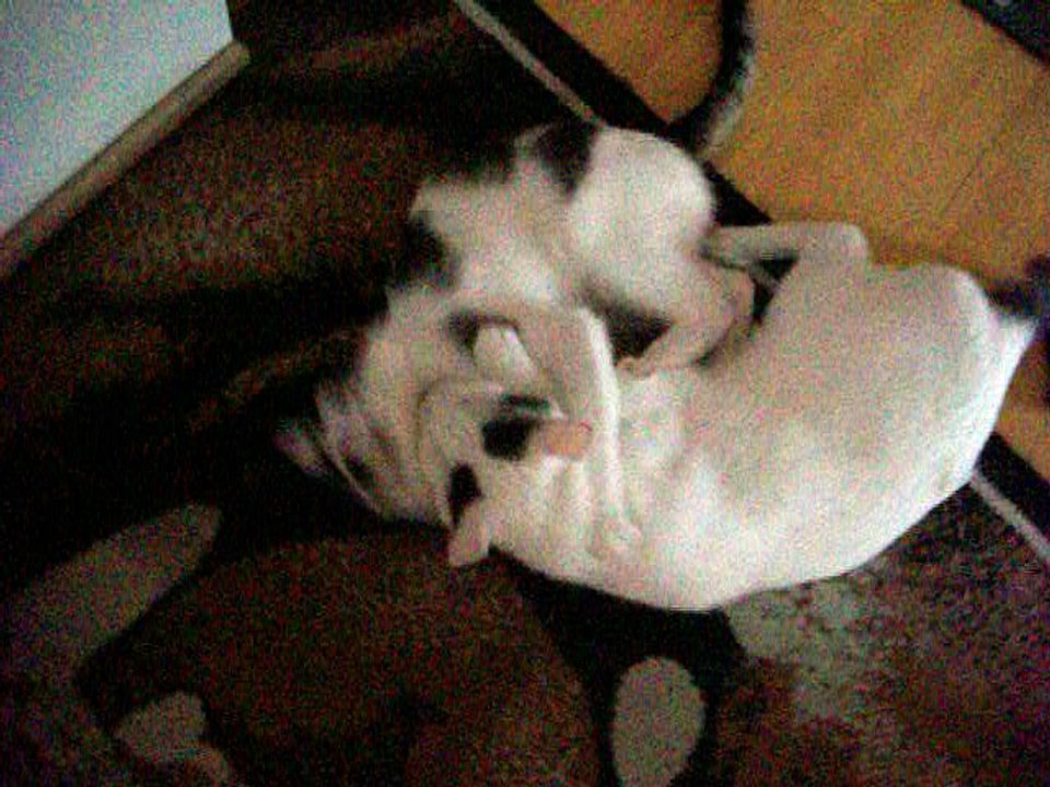 Harvey und Vinzent am 25.06.2016