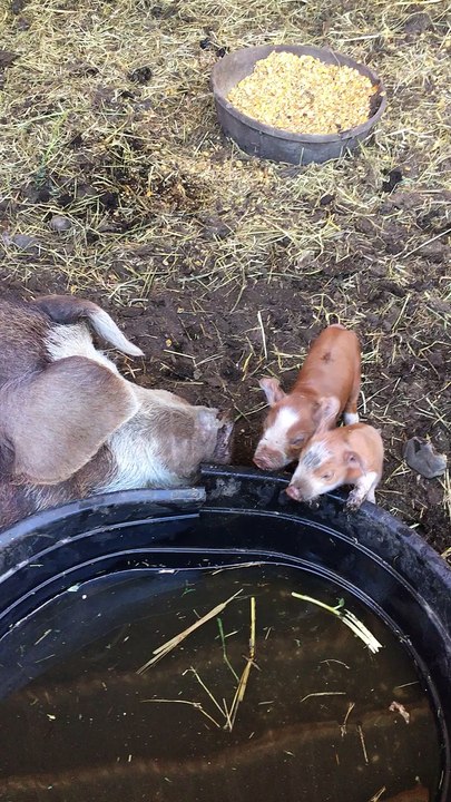 2 day old piglets