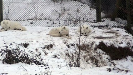 Loups_arctiques ils  ont  beaucoup  de  méritent  vivre  dans  c'est  conditions  étant  un  loups où même l'Ours...