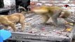 Whatsapp funny animal video - Monkey teasing dog