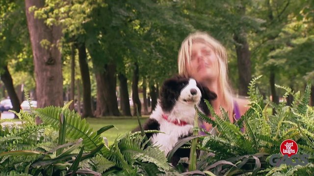 Stuffed Dog Attacks Real Dog - Just For Laughs Gags