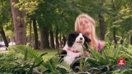 Stuffed Dog Attacks Real Dog - Just For Laughs Gags