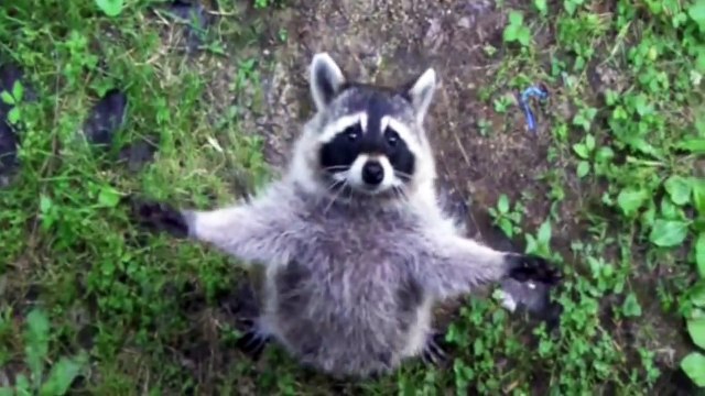 Raccoons Are Awesome Compilation