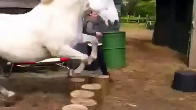 Жесткий прикол! Лошадь лягнула девушку!