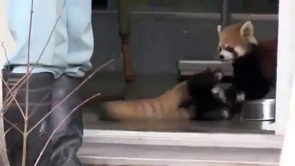 Красная панда.Испуг