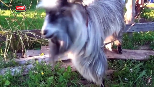 Watch Animals Are Awesome Too! Humans People Are Awesome Spoof